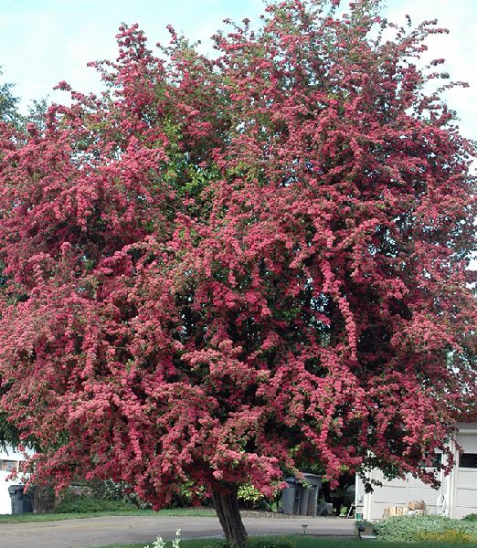 Crataegus laevigata 'Paul Scarlet'